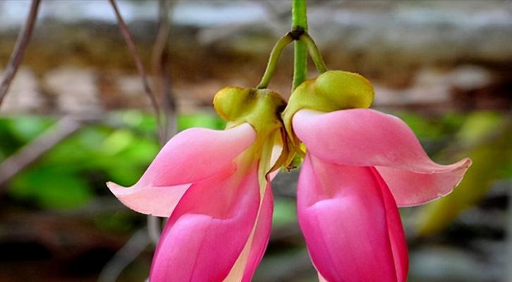 不再胆怯的花语对应哪种花？