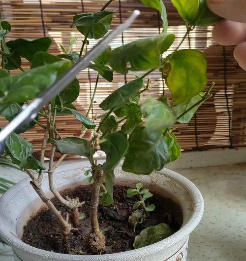 茉莉花修剪的正确方法是什么？