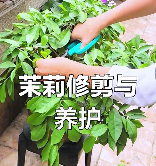 茉莉花修剪的正确方法是什么？