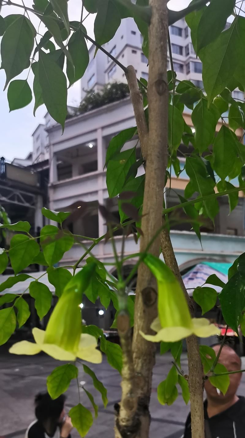 幸福树的花语代表了什么？