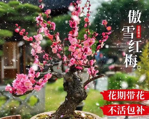 冬季适合种植哪些花卉？