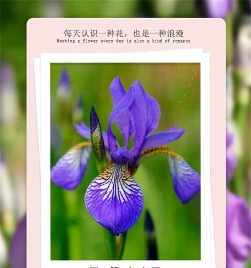 那天吻你的花语有何深意？它传递了哪种情感？