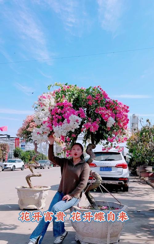 三角梅适合在哪个季节作为盆栽？如何养护三角梅盆栽？