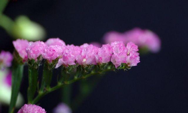 八月初七对应的花语是什么？八月初七的花语有何特别之处？