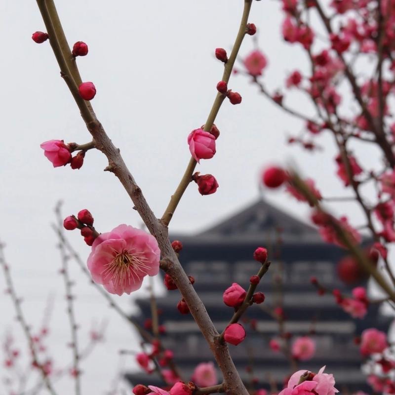 春天开放的花卉有哪些？春天赏花去哪里？