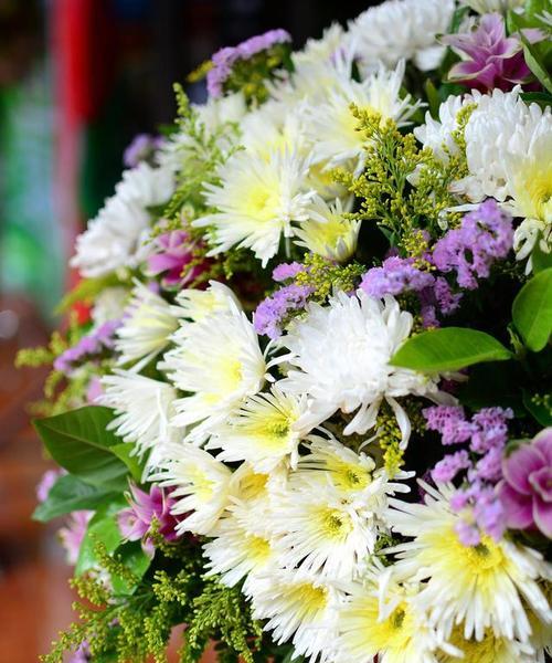 送菊花的含义是什么？为什么菊花是哀悼的象征？