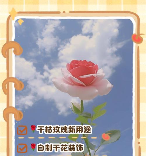 鲜切玫瑰插瓶后如何保持长久鲜活？