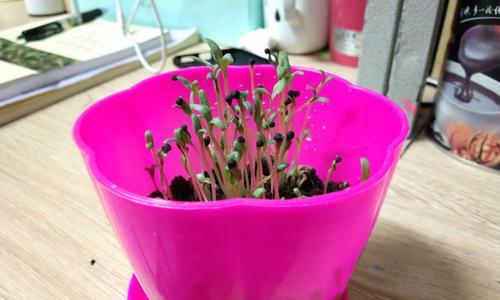 满天星种子种植方法是什么？如何确保发芽率？