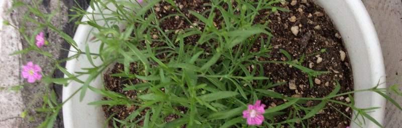 满天星种子种植方法是什么？如何确保发芽率？