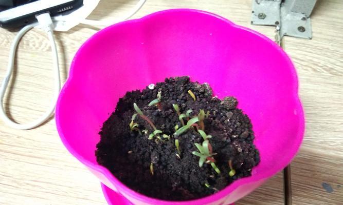 满天星种子种植方法是什么？如何确保发芽率？