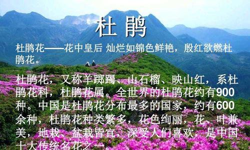 喜欢鸽子的花语是什么意思？它代表了哪种和平的愿望？