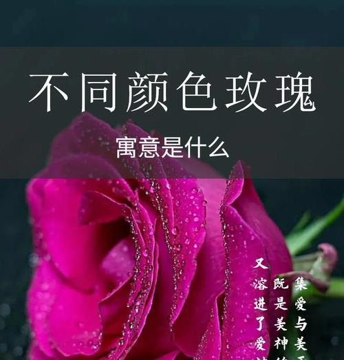 男生送玫瑰花的寓意是什么？不同颜色玫瑰代表什么？