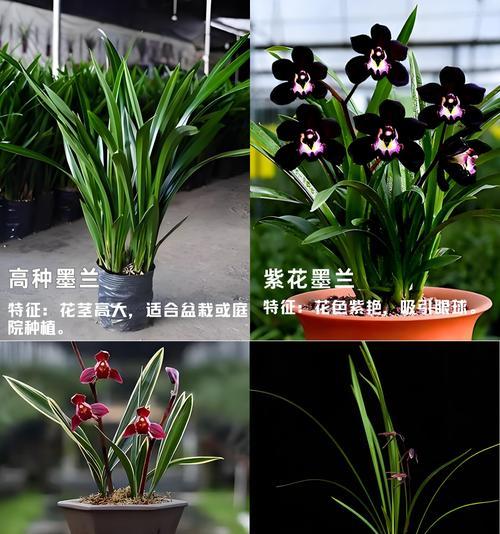 墨兰的养殖方法是什么？如何解决养殖过程中的问题？