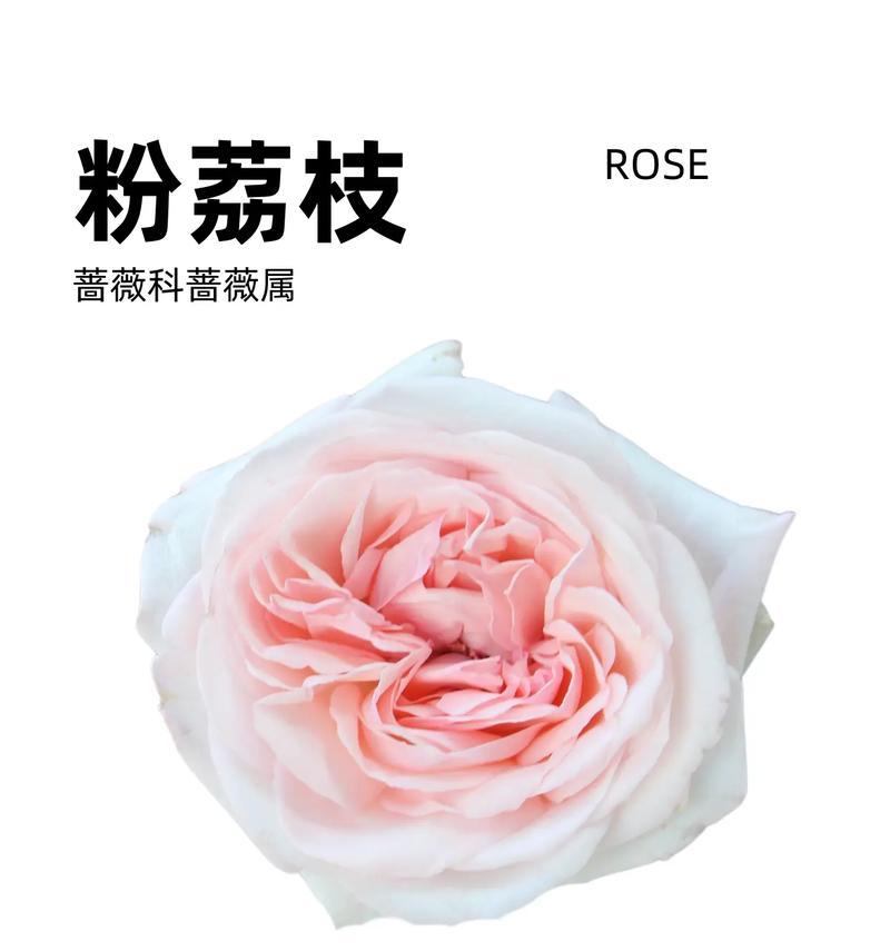 哪种花的花语是关于味道的？