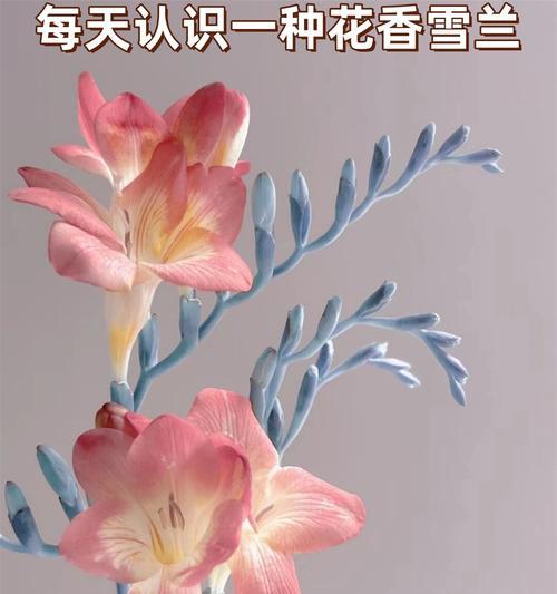 圆形花语代表什么？它有何特别含义？