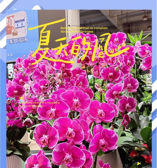 牛仔文化中，哪种动物的花语最贴切？它象征着什么？