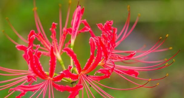 二月八号有什么特别的花语？这一天与哪种花语相关联？