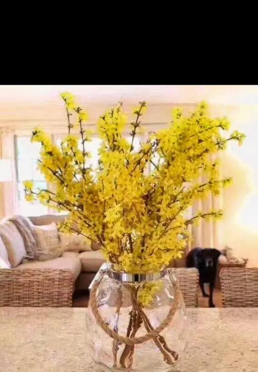 连翘花语代表什么？寸寸金的花语有何寓意？