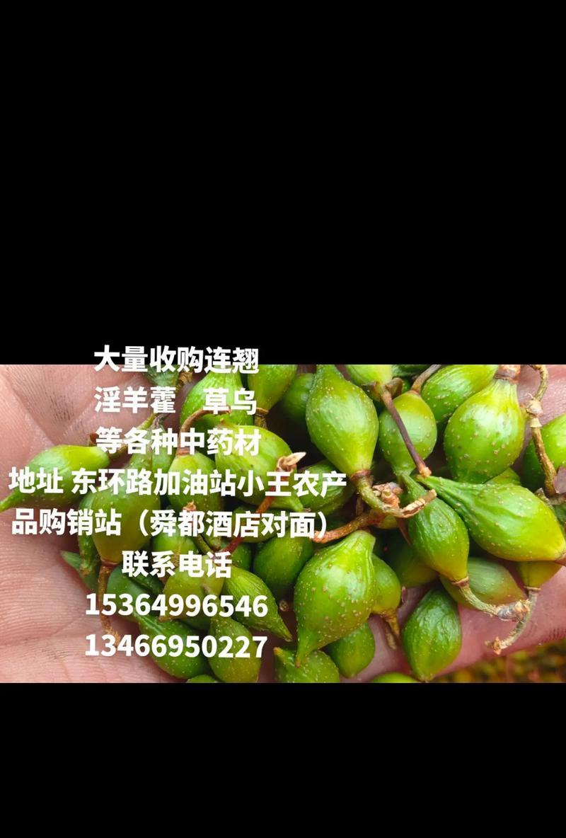连翘花语代表什么？寸寸金的花语有何寓意？
