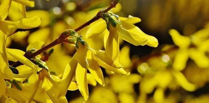 连翘花语代表什么？寸寸金的花语有何寓意？