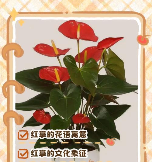 哪种花语最适合朋友间表达？它代表了什么？