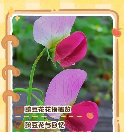 希望与回忆的花语分别是什么？