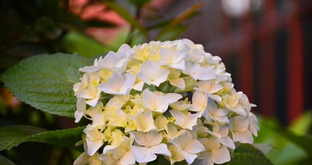 恐龙溜冰花的花语有何寓意？恐龙溜冰花代表什么？