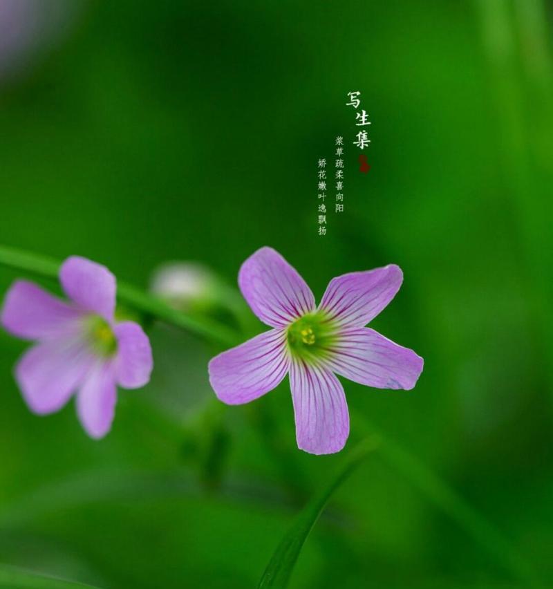 爱国的花语和象征是什么花？它代表了哪些情感？