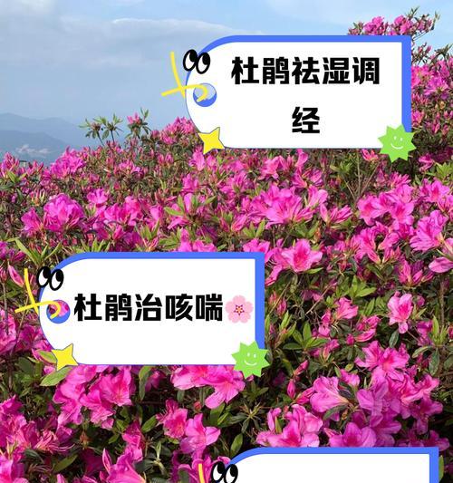 你猜我是什么花语言的PPT如何制作？PPT中花语言的含义是什么？