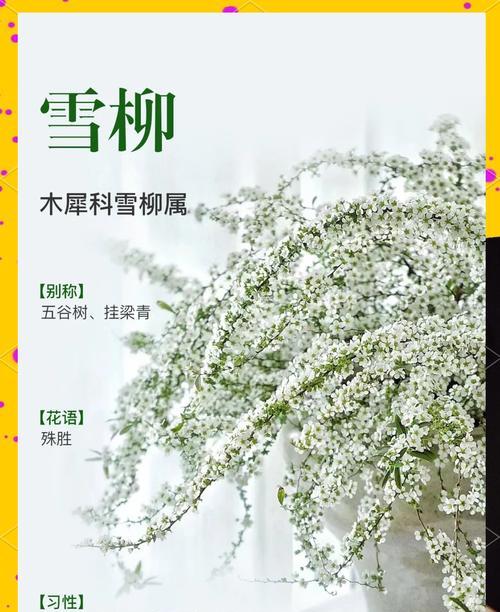 雪柳花语和象征意义有哪些？了解雪柳的深层含义。