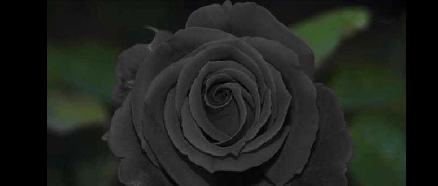 天使蓝黑玫瑰代表什么含义？花语有哪些独特之处？
