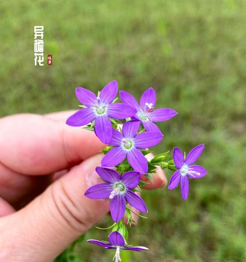 人参花的花语是什么？它代表了什么含义？
