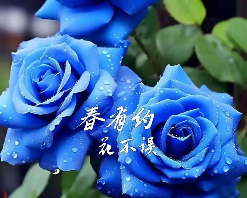 蓝色玫瑰花适合送什么礼物？蓝色玫瑰花的礼物寓意是什么？
