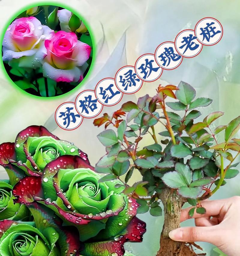 开罗拉玫瑰花语是什么？开罗拉玫瑰有何特别含义？
