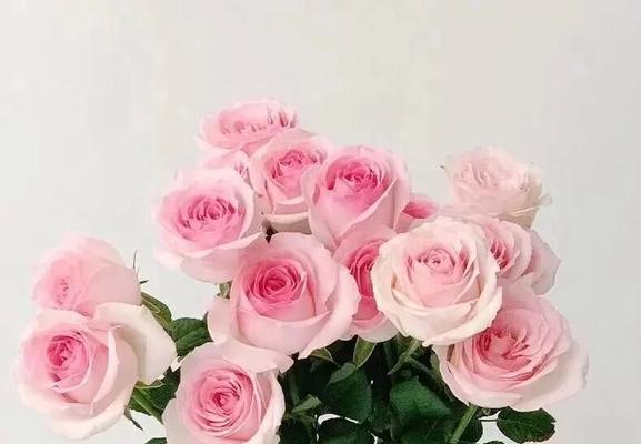 冰雪山玫瑰的花语代表什么？冰雪山玫瑰花语有哪些含义？