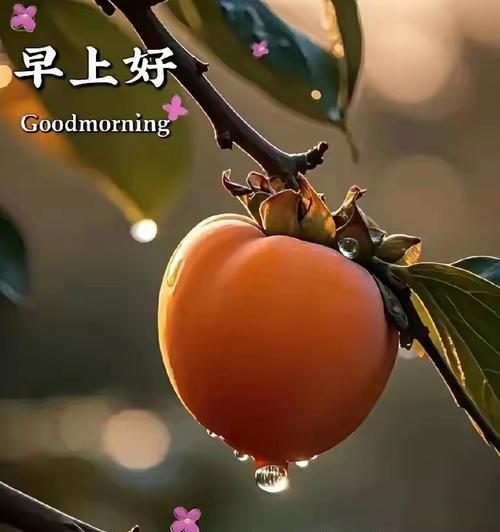 柿子树的花语有何含义？它代表了什么寓意？