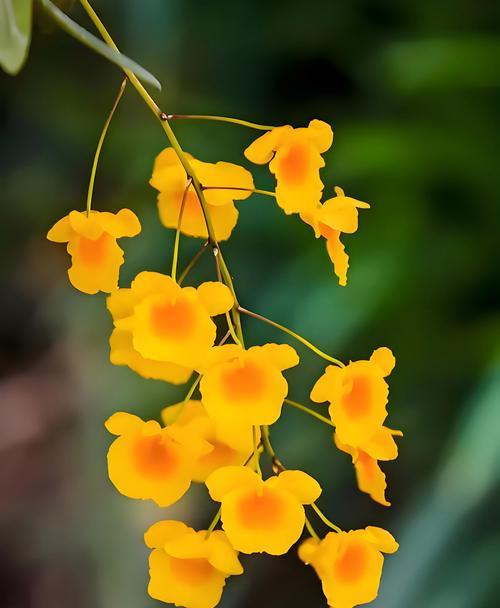 4月8日的花语有哪些？这一天适合送什么花？