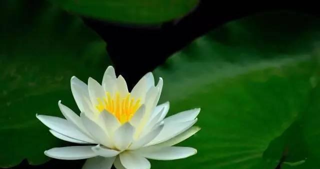花语泥潭的后续大结局会是怎样的？