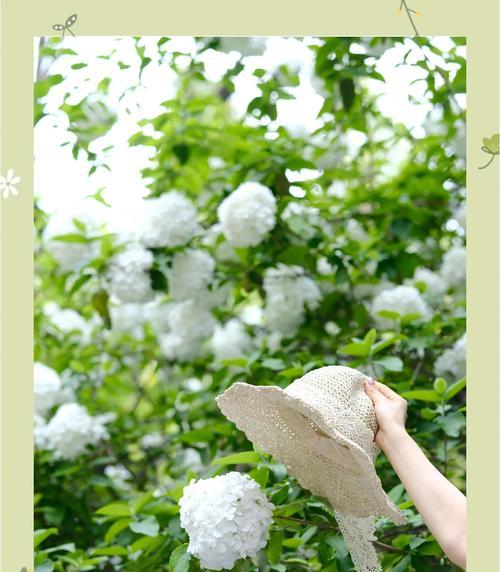 传奇的花语有何特别之处？它代表了什么？