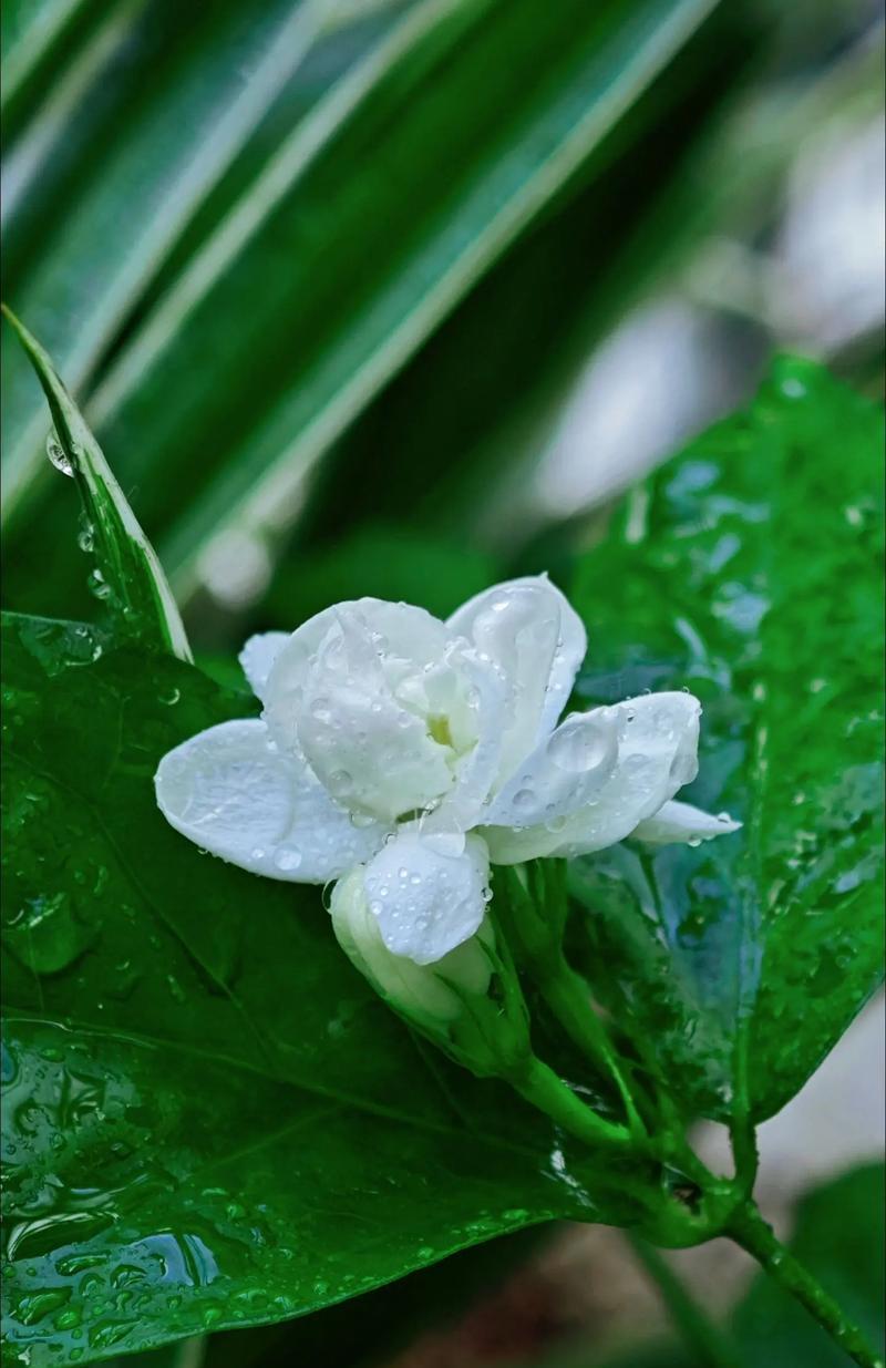 有哪些花的花语比茉莉更美好？