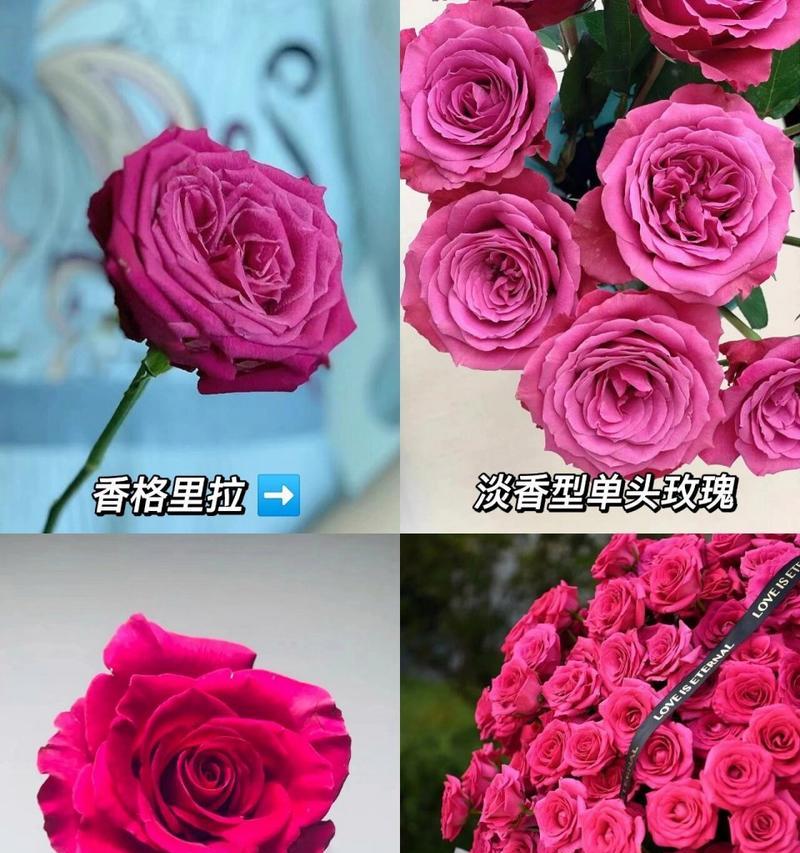 粉红色玫瑰花的寓意有哪些？