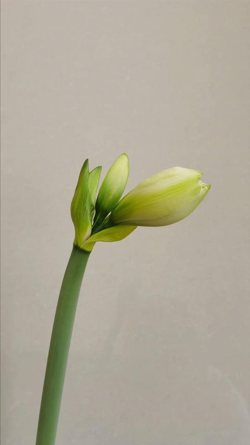 菜籽花的花语和寓意有哪些？它们代表什么？