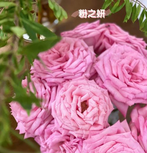 灰粉色玫瑰花的寓意是什么？