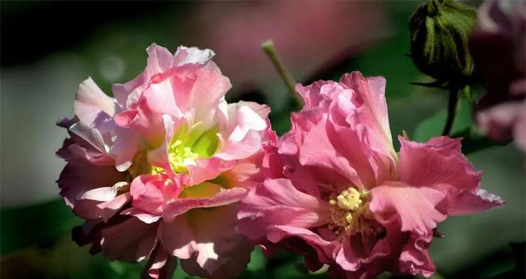 森林花语下一句是什么？这句话的含义是什么？