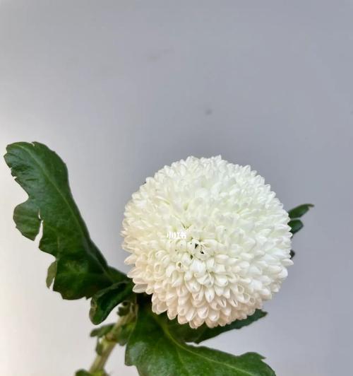 乒乓球花语有何特殊含义？