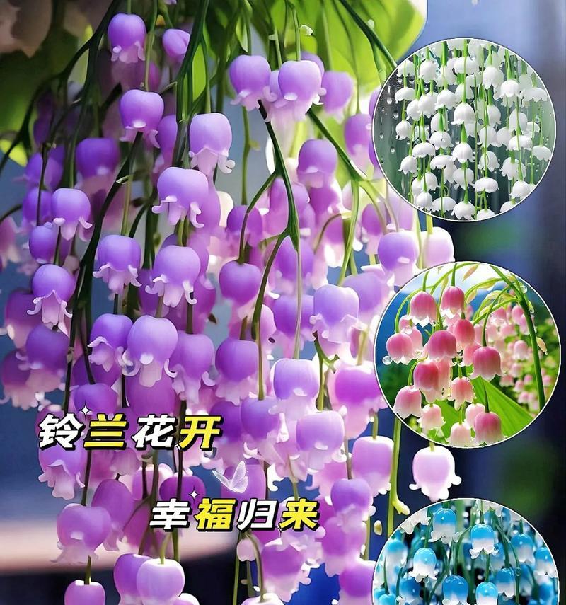 祝福对象时应该选择哪种花的花语？