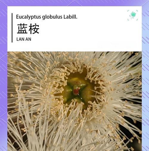 蓝桉树花语的起源是什么？