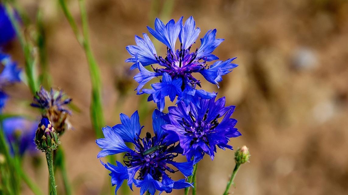 矢车菊的花语代表什么？它在花语中传达了哪些情感？