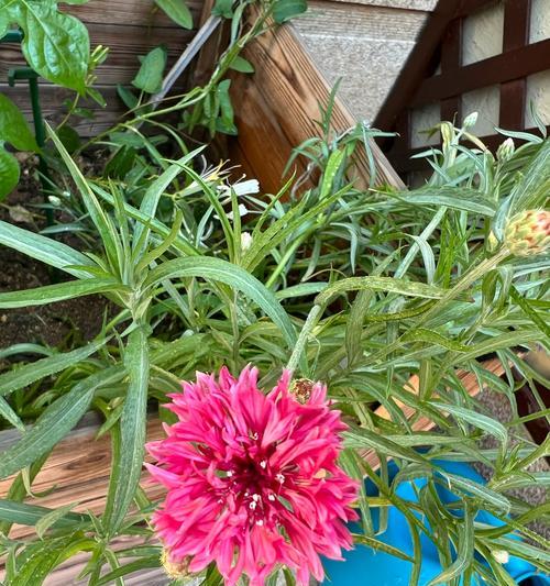 矢车菊的花语代表什么？它在花语中传达了哪些情感？