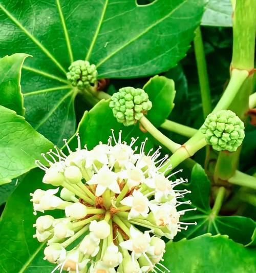 八角花的花语有哪些寓意？